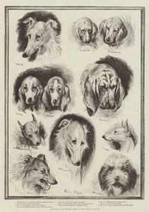 Schizzi dalla mostra canina al Crystal Palace